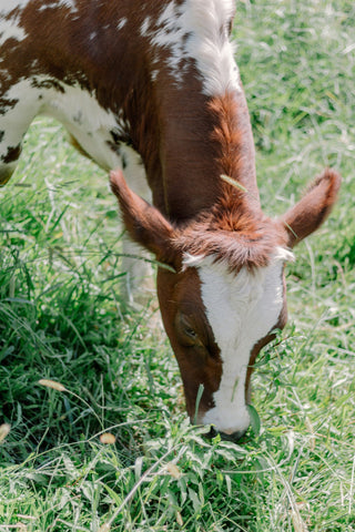 What Does “Grass Fed” Really Mean in Baby Formula?